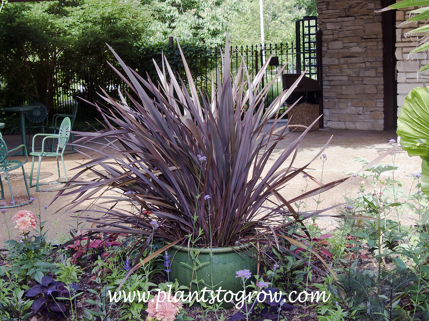 Dusty Chief Phormium